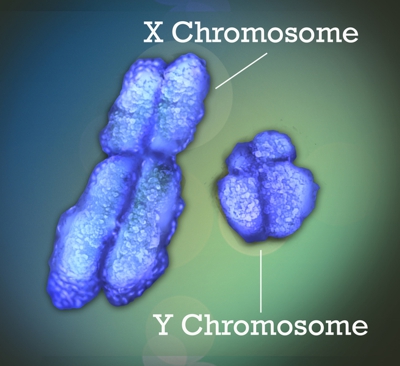 Human X and Y chromsomes - only males have Y chromsomes 